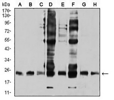 1 - Anti-RALB Antibody AP96031