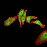 3 - Anti-RAN Antibody AP96032