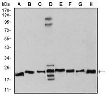 1 - Anti-RAN Antibody AP96032