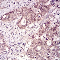19 - Anti-RANBP9 Antibody AP96033