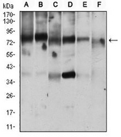 1 - Anti-RANBP9 Antibody AP96033
