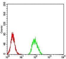 4 - Anti-NeuN Antibody AP96036