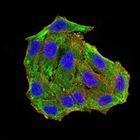 3 - Anti-NeuN Antibody AP96036
