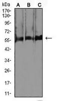 1 - Anti-NeuN Antibody AP96036