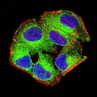 3 - Anti-RhoA Antibody AP96037
