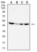 1 - Anti-RhoA Antibody AP96037