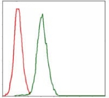 4 - Anti-RPA1 Antibody AP96039