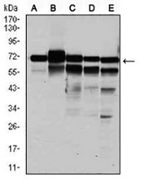 1 - Anti-RPA1 Antibody AP96039