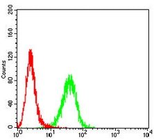 4 - Anti-RPA2 Antibody AP96040