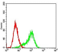4 - Anti-RSK3 Antibody AP96041