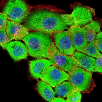 3 - Anti-RSK3 Antibody AP96041