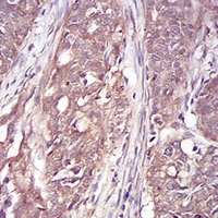 19 - Anti-RSK3 Antibody AP96041