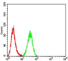 4 - Anti-RRM1 Antibody AP96042