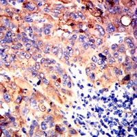 19 - Anti-CD36L1 Antibody AP96044