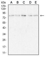 1 - Anti-CD36L1 Antibody AP96044