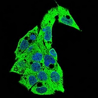 3 - Anti-CD138 Antibody AP96045