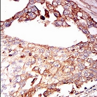 19 - Anti-CD138 Antibody AP96045