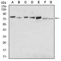 1 - Anti-CD138 Antibody AP96045