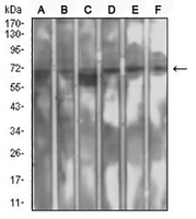 1 - Anti-SETD7 Antibody AP96048