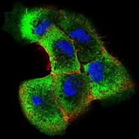 3 - Anti-SHC1 Antibody AP96049