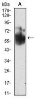 1 - Anti-SHC1 Antibody AP96049