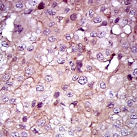 19 - Anti-SHH Antibody AP96050