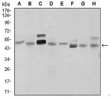 1 - Anti-SHH Antibody AP96050