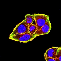 3 - Anti-Siglec 15 Antibody AP96051
