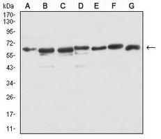 1 - Anti-Siglec 15 Antibody AP96051