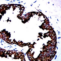 19 - Anti-CD329 Antibody AP96052