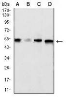 1 - Anti-CD329 Antibody AP96052