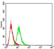 4 - Anti-SIRT3 Antibody AP96053