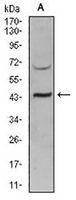 1 - Anti-SIRT3 Antibody AP96053