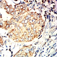 19 - Anti-CD319 Antibody AP96054