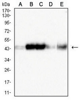 1 - Anti-CD319 Antibody AP96054