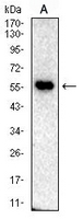 1 - Anti-SLC22A12 Antibody AP96055