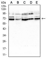 1 - Anti-SLC45A3 Antibody AP96056