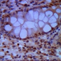 19 - Anti-SMC1A Antibody AP96059