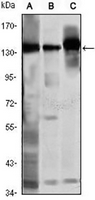 1 - Anti-SMC1A Antibody AP96059