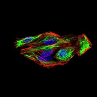 3 - Anti-SLUG Antibody AP96060