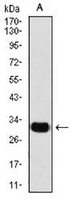 1 - Anti-SLUG Antibody AP96060