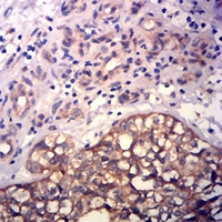 19 - Anti-CD43 Antibody AP96063