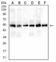 1 - Anti-CD43 Antibody AP96063