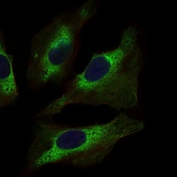 3 - Anti-STAT5A Antibody AP96066