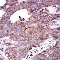 19 - Anti-STAT5A Antibody AP96066