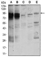 1 - Anti-STAT5A Antibody AP96066