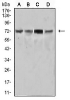 1 - Anti-SYK Antibody AP96067