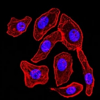 3 - Anti-Synapsin 1 Antibody AP96068