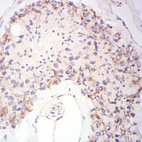 19 - Anti-Synapsin 1 Antibody AP96068