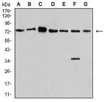 1 - Anti-Synapsin 1 Antibody AP96068